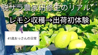 脱サラ農家研修生のリアル　41歳おっさんの初レモン収穫日記