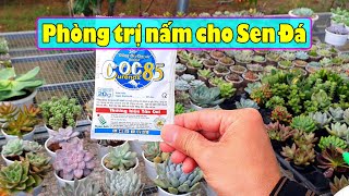 HƯỚNG DẪN CÁCH PHÒNG VÀ TRỊ NẤM CHO SEN ĐÁ ĐƠN GIẢN HIỆU QUẢ NHẤT