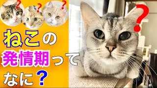 【元繁殖猫】ねこの発情期ってなあに❓　cat's estrus😽