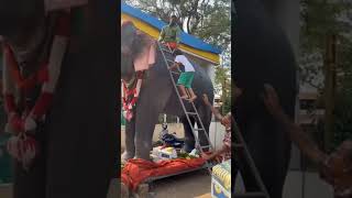 എനിക്ക് കേറിയേ പറ്റു കോണി ആടിയാലും.. kid with robot elephant..തൃശ്ശൂർ പൂരം റോബോട്ട് ആന