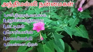 அந்திமல்லி நன்மைகள் / 5 மணி பூ பயன்கள் / அந்திமந்தாரை பயன்கள்