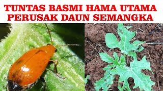 Cara Ampuh Atasi Hama Utama Perusak Daun Semangka yang Bolong- Bolong  # Part 2