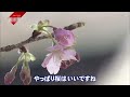 【春】河津桜＆早掘りタケノコ！華やぐ季節すぐそこに　愛媛　nnnセレクション