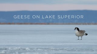 Geese on Lake Superior