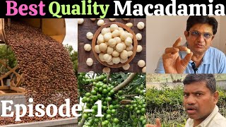 Episode-1, Best quality macadamia, सर्वोत्तम मैकाडामिया,  #macadamianuts