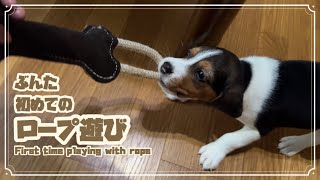 Bunta's first rope play [Everyday Beagle Bunta]