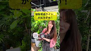 植物育成ライトで観葉植物を育てよう！ #観葉植物 #植物のある暮らし #植物好き