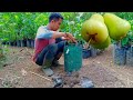 Planting water apple in the planterbag