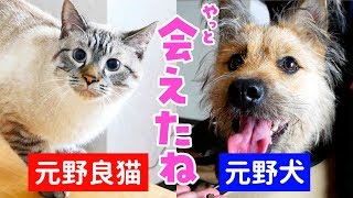 元野犬のポテと久しぶりの再会をした結果…