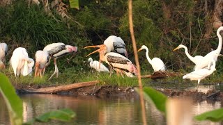 นกกาบบัว (Painted Stork,Mycteria leucocephala) #นกกาบบัว  #Painted Stork  #Mycterialeucocephala EP2