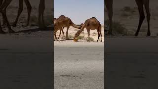 അൽ ഒട്ടകം Al Ottakam #oman #salalah #desert #safari #muscat #travel #tour #camel