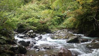 人の踏み込まない源流は魚達の楽園！  そこで営まれる アマゴの産卵とオスの縄張り争いを水中カメラが覗く