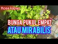 review bunga pukul empat atau mirabilis di halaman rumah indah dan cantik.