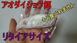 #10 アオダイショウ餌やり　青大将リタイアサイズマウス食べれる？　青大将　snake　蛇　冷凍マウス　　爬虫類　軍手さん　軍手さん無敵　　日田暮らし　日田市　Elaphe climacophora