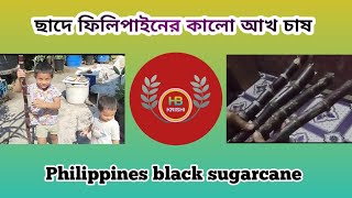 ছাদে ফিলিপাইনের কালো আখ চাষ। Philippines black sugarcane 🙂#gardening #sugarcane #hbkrishi