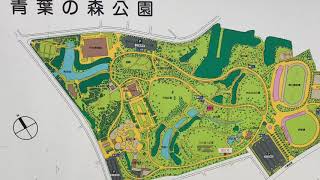 2019/01/25梅 咲き始めました青葉の森公園