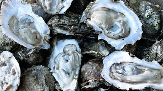 Harvesting WILD OYSTERS By Hand (CATCH AND COOK)