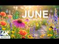 Summertime Splendor 4K | Dancing Butterflies & Blooming Wildflowers 🌸A Relaxing Summer Paradise