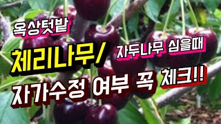 옥상 체리나무/자두나무 심기/체리 자가수정/자두 자가수정/라핀체리/체리나무키우기/