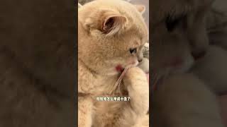 🐱：从一开始我就是想拒绝的！这小猫谁养谁不迷糊啊 猫猫的心思全写在脸上了 小猫是平淡生活的解药 小猫咪怼脸杀视频 怎么能欺负一只小猫咪啊