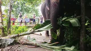 বাড়ীর সামনে এসে ক্ষুধার্ত হাতি কি করলো তার একটু খানি চমক দেখে নিতে পারেন!