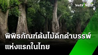 พิพิธภัณฑ์ต้นไม้ดึกดำบรรพ์ แห่งแรกในไทย | 22 ต.ค. 67 | Express News