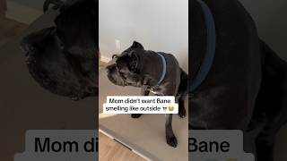 Bane wanted to rub the clean smell off his coat 😭 #funnydogs #funnydogvideos #canecorso