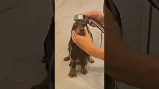 犬のシャンプー動画【カニンヘンダックスブリーダー】