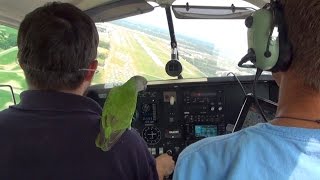 Kili Senegal Parrot - Flying into Oshkosh in Mooney M20J