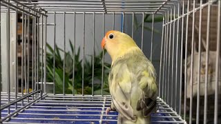 Beauty of Parblue Pied Lovebird | Agapornis