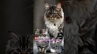 🐱 Kurilian Bobtail Cats: The Ultimate Adorable Surprise!