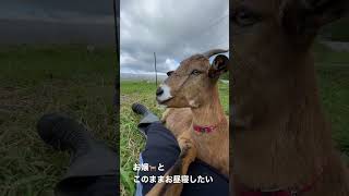 子ヤギのお嬢🐐が足の間でごろりんちょ #shorts #北海道 #牧場 #ヤギ #goat #goat