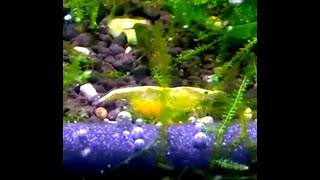 Golden-back Yellow Shrimp incubating  黃金米蝦卵 抱卵了  #shorts #米蝦 #水族館 #黃金米蝦黃金米蝦抱卵了