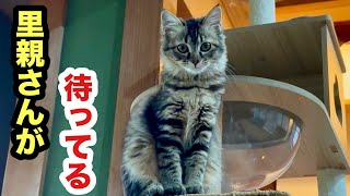 我が家に慣れた保護子猫を里親さんが待ってます