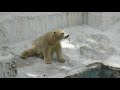 ホウちゃん、大丈夫？💗久しぶりのシロクマの母娘【天王寺動物園】