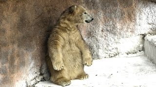 ホウちゃん、大丈夫？💗久しぶりのシロクマの母娘【天王寺動物園】