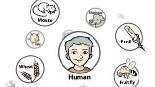 What is Genomics - Chapter 4 - Genomics Today