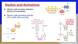 Nucleic Acids 2: Nucleic Acid Derivatives, ATP, cAMP, NAD and FAD