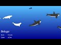 whales size comparison animation cetacean whale and dolphins old version