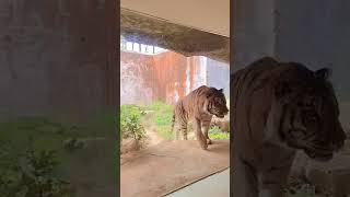 新竹動物園的老虎