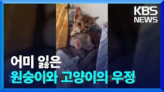 “떨어지지 말자” 어미 잃은 원숭이와 고양이의 우정 [잇슈 SNS] / KBS  2024.01.17.