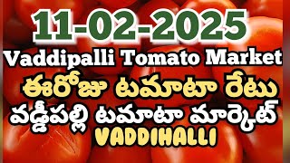 Vaddipalli Tomato Market🍅|ఈరోజుటమాటారేటు|#TodayTomatoRateInVaddipalli|11-02-2025|@ckgowthamvlogs