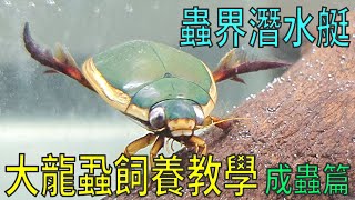 蟲界潛水艇-大龍蝨成蟲飼養分享~不一樣的水族寵物!【戶外客】