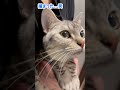 【猫動画】愛猫に家中ストーカーされるパパ www shorts