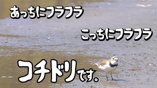 【あっちこっち。コチドリです。】特別展「カメラは見た！動物たちの素顔」ちょっと笑える動物たちの姿をぜひ見にきてね！〜美幌博物館〜（北海道美幌町）（Hokkaido.Japan）