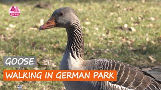 goose walking in a park, goose call, goose sounds, relax with nature, wild birds, #bibbobbib