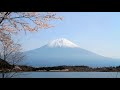 cherry blossoms and mt. fuji at lake tanuki rice paddies and mt. fuji shizuoka japan