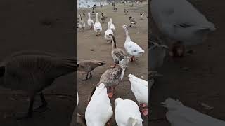 Perfect Sync Masterpiece of Birds in Nature #trending #shorts #reels