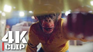 4K HDR IMAX | Gordy, The Murderer Monkey Scene | NOPE (2022)