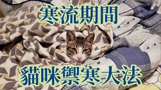 貓咪禦寒大法 【貓廬 貓奴日常】《第16集》